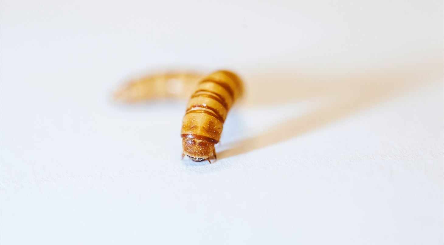 Insekter - Rådgivning